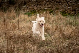 Scrumpy the labradoodle. Photograph by Sarah Farnsworth for Country Life.