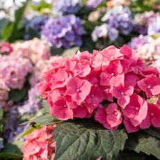 Flowers are abundant in hydrangea flower beds in gardens.