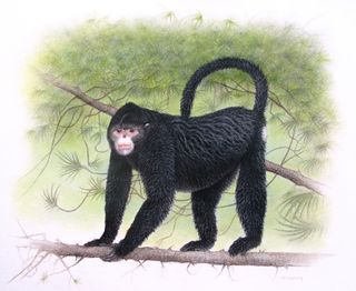 Monkey (Rhinopithecus strykeri) Cambodia