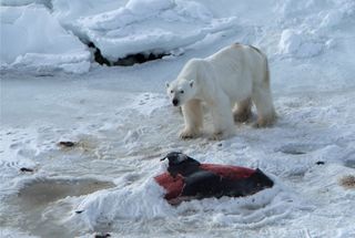 Scientists spotted a male adult polar bear eating a white-beaked dolphin trapped in ice.