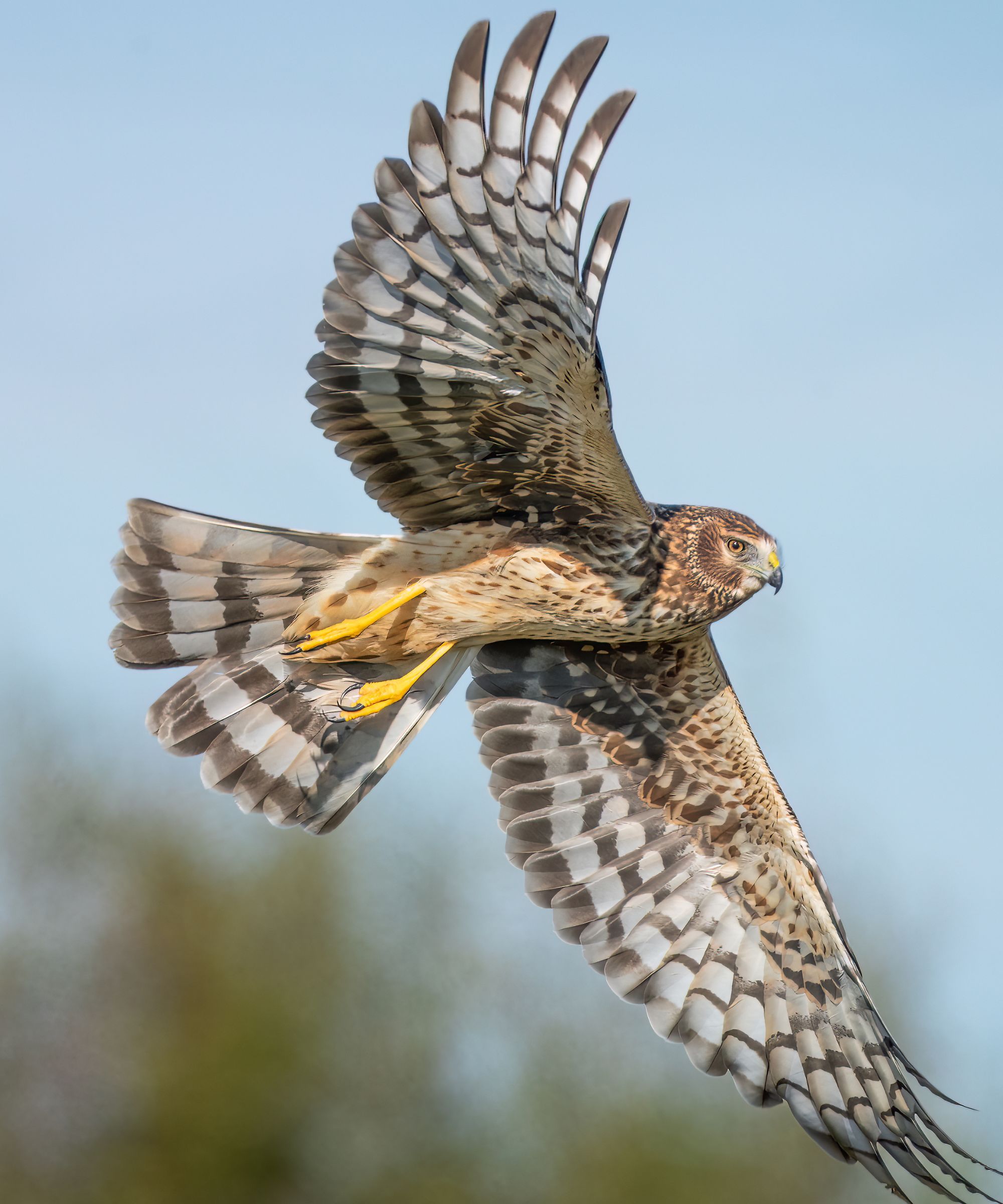 A northern harrier flying along a marsh