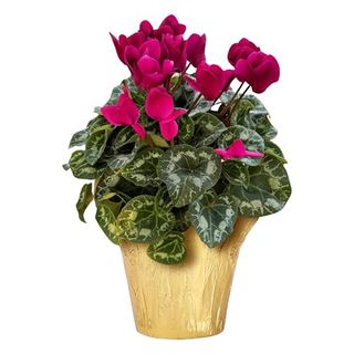 Live Flowering Cyclamen - Purple - Long Lasting Indoor Blooms - Beautiful Deco Cover - 12" Tall by 6" Wide in 1 Qt Pot