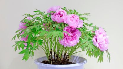 Pink peony growing in a pot