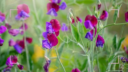 Deep purple and pink sweet peas in a garden