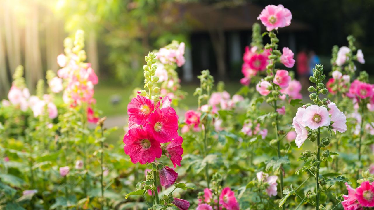 Colorful Hollyhocks in Garden