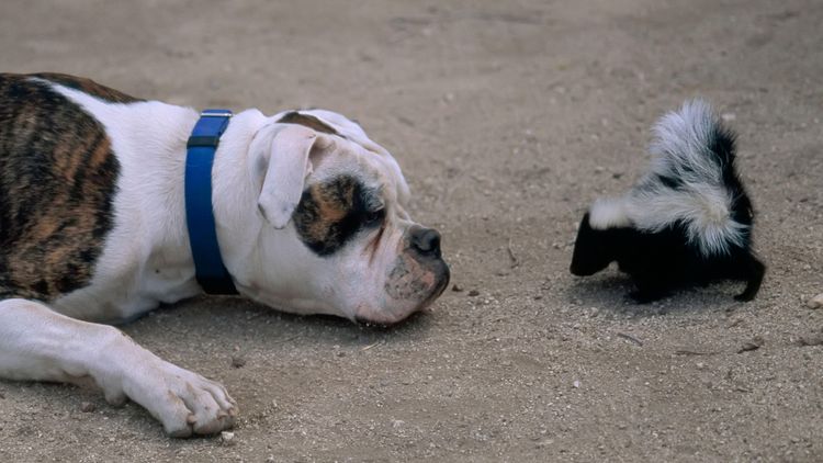 How to keep a dog safe from wild animals | PetsRadar