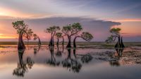 A series of trees stand in the middle of a drowned swampland, with still water reflecting the purple and orange dusky sky and a few patches of grass poking above the water here and there