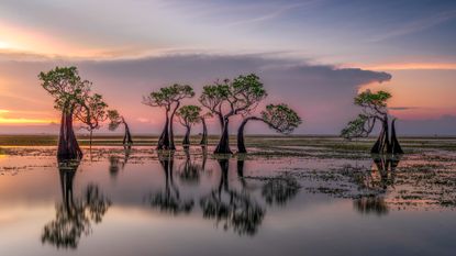 A series of trees stand in the middle of a drowned swampland, with still water reflecting the purple and orange dusky sky and a few patches of grass poking above the water here and there