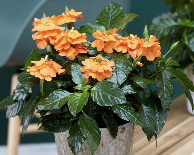 The best indoor plants that flower all year round Livingetc
