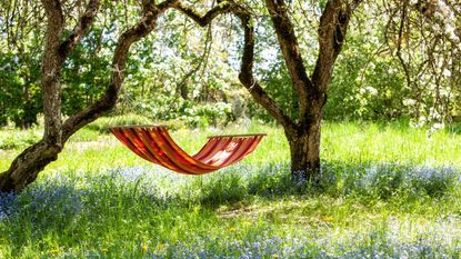 hammock hanging from tree in spring