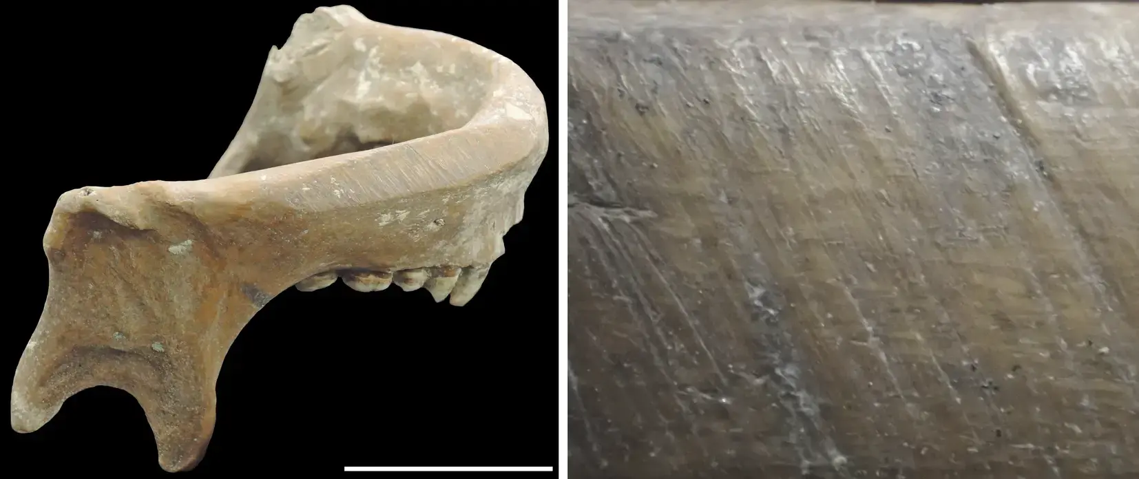 Skulljaw bone (left), closer look at the flattened jaw bone (right).