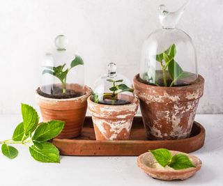 Three hydrangea cuttings in terracotta pots under glass cloches