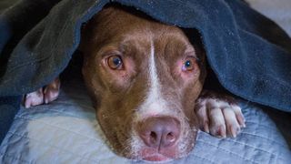 Dog hiding under blanket