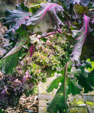 Kalettes growing happily in a vegetable garden