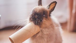 Rabbit chewing on toilet roll