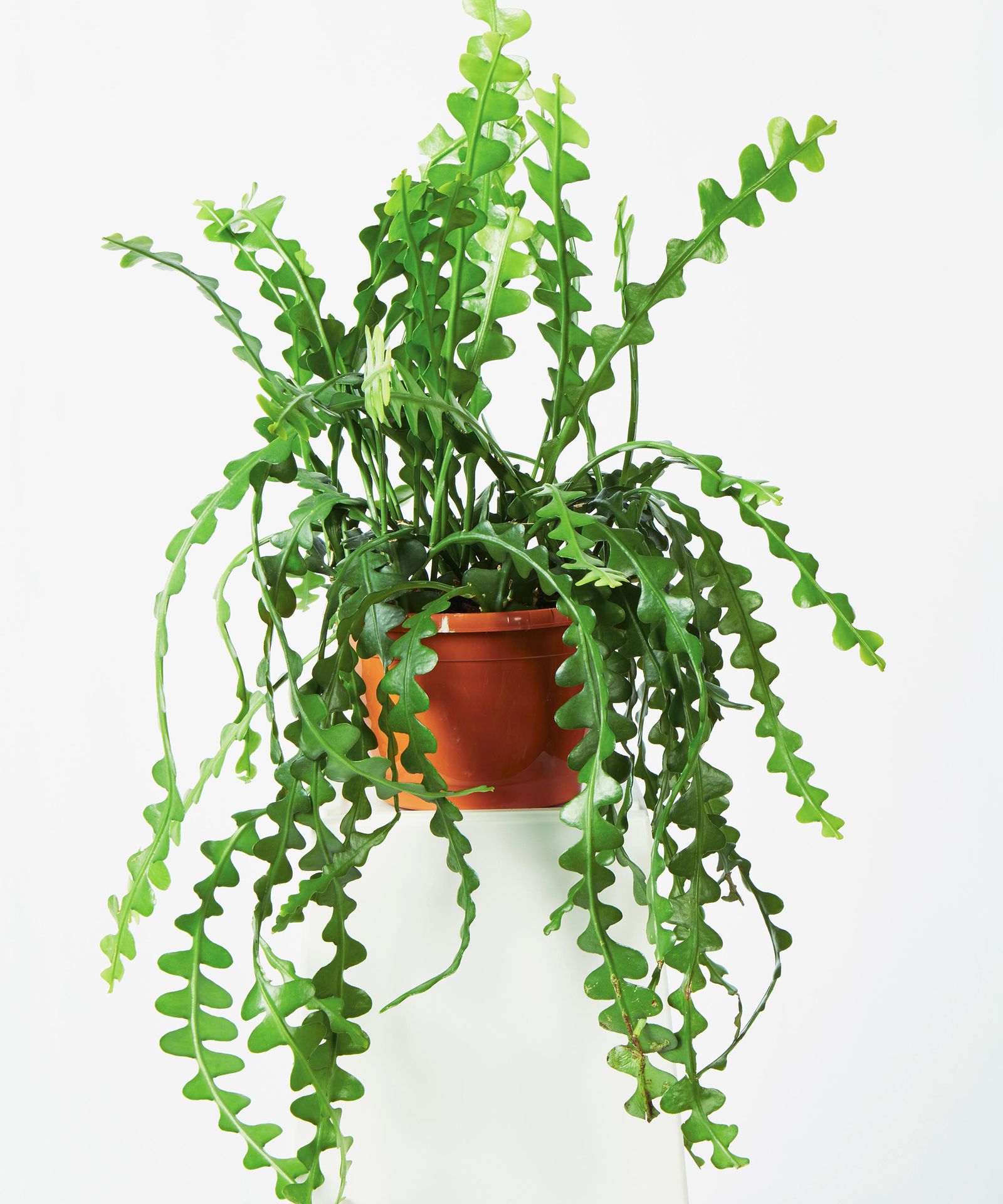 Best indoor hanging plants 12 trailing houseplants Gardeningetc