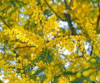 Mimosa tree for shade