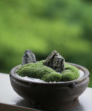 Mini rock garden with moss