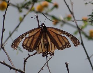 A migrant monarch butterfly returning north often looks a bit worse for wear after the long journey south.