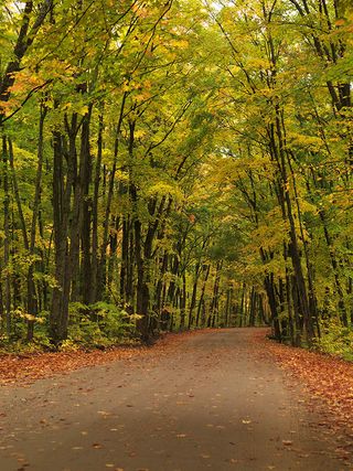 Winding unpaved road through beautiful fall nature scenery.