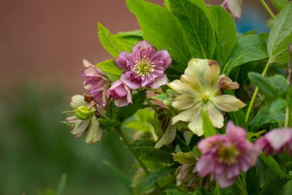 A pink hellebore plant