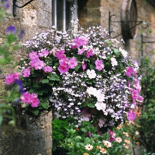 hanging basket with flowers in garden