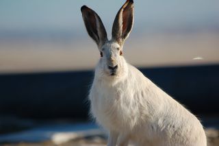 White-tailed jack rabbits are disappearing from the Greater Yellowstone Ecosystem.