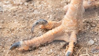 The wicked curved claw of the red-legged seriema (Cariama cristata) is held off the ground so that it always stays sharp. 