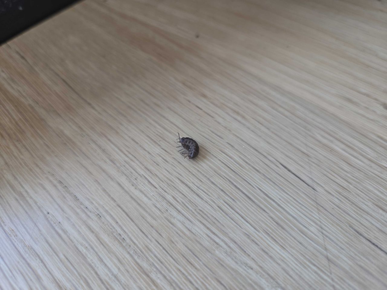 An Armadillidiidae