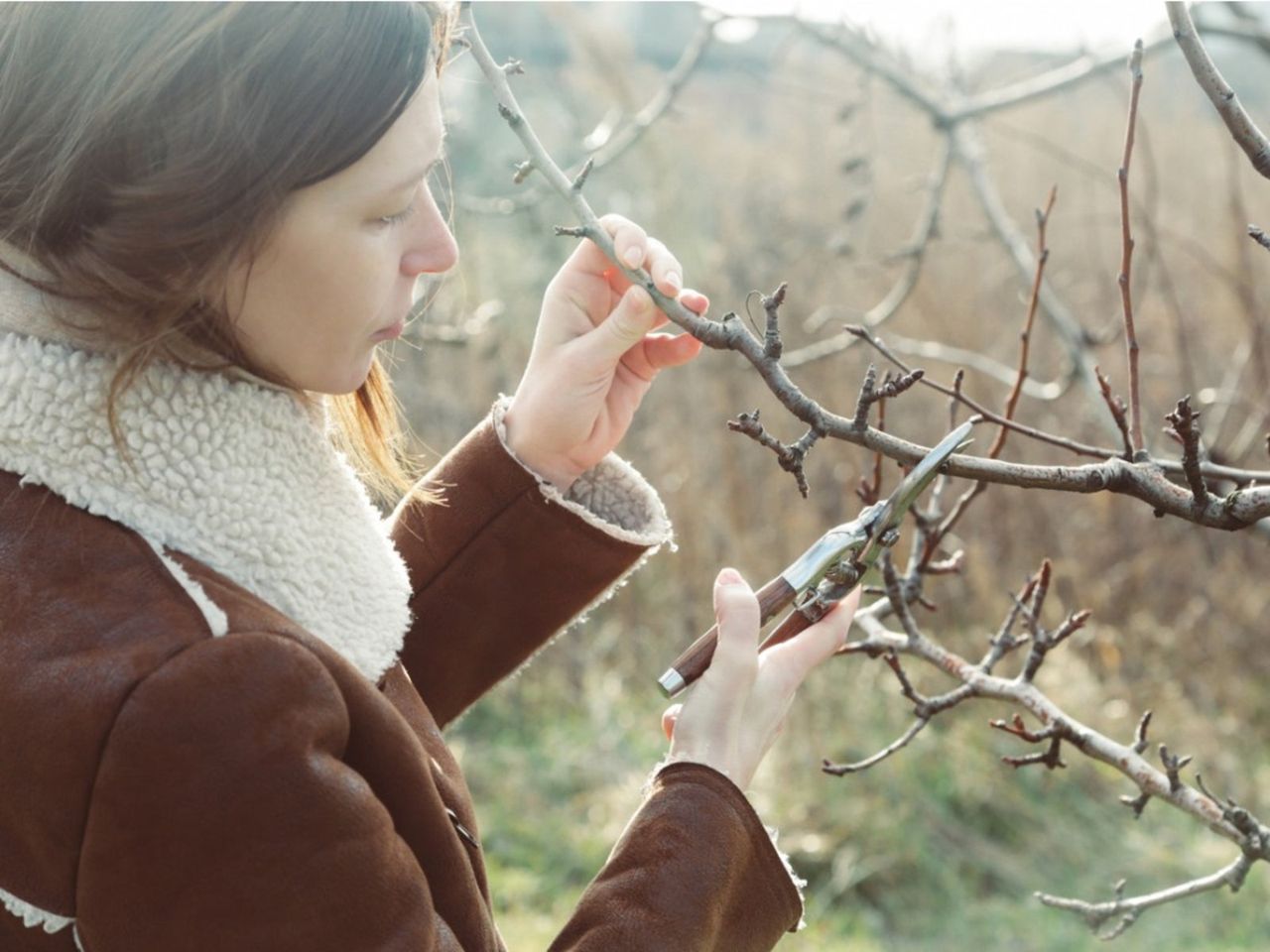 Pruning Of A Tree