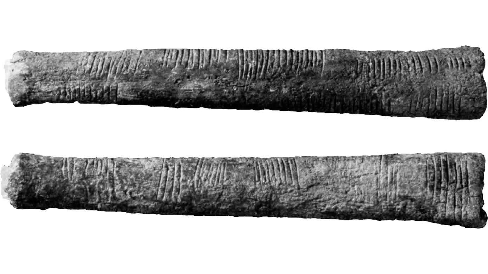 a black and white photo of a bone with parallel marks on it