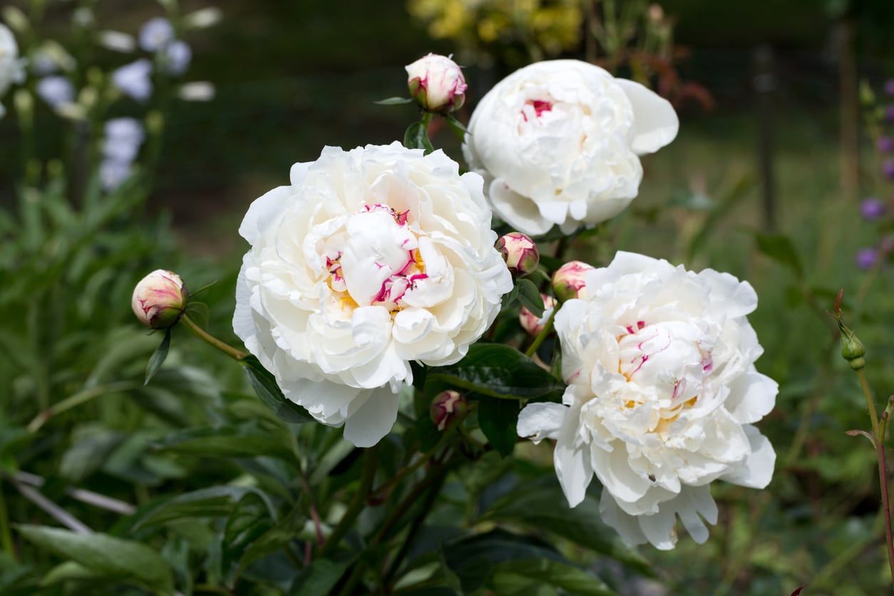 White Peonies In The Garden