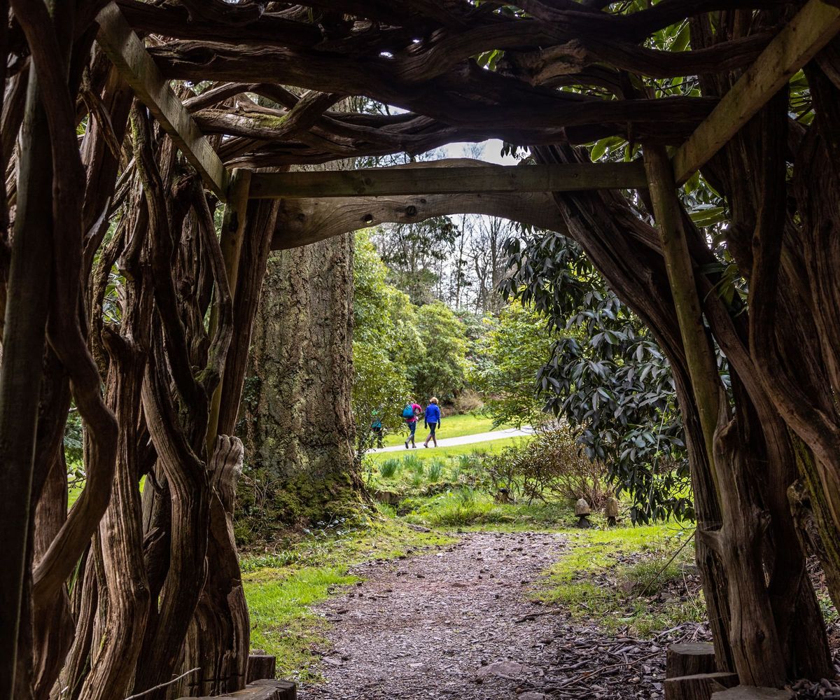 A willow walkthrough in the garden with a walking track leading to a forest