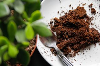 Coffee grounds and a teaspoon on a plate next to a houseplants
