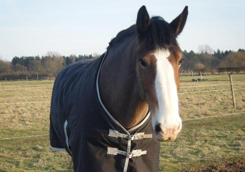 Hovis.jpg