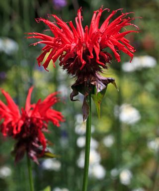 Monarda Jacob Cline has stunning red flowers