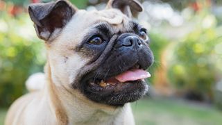 Pug with tongue out
