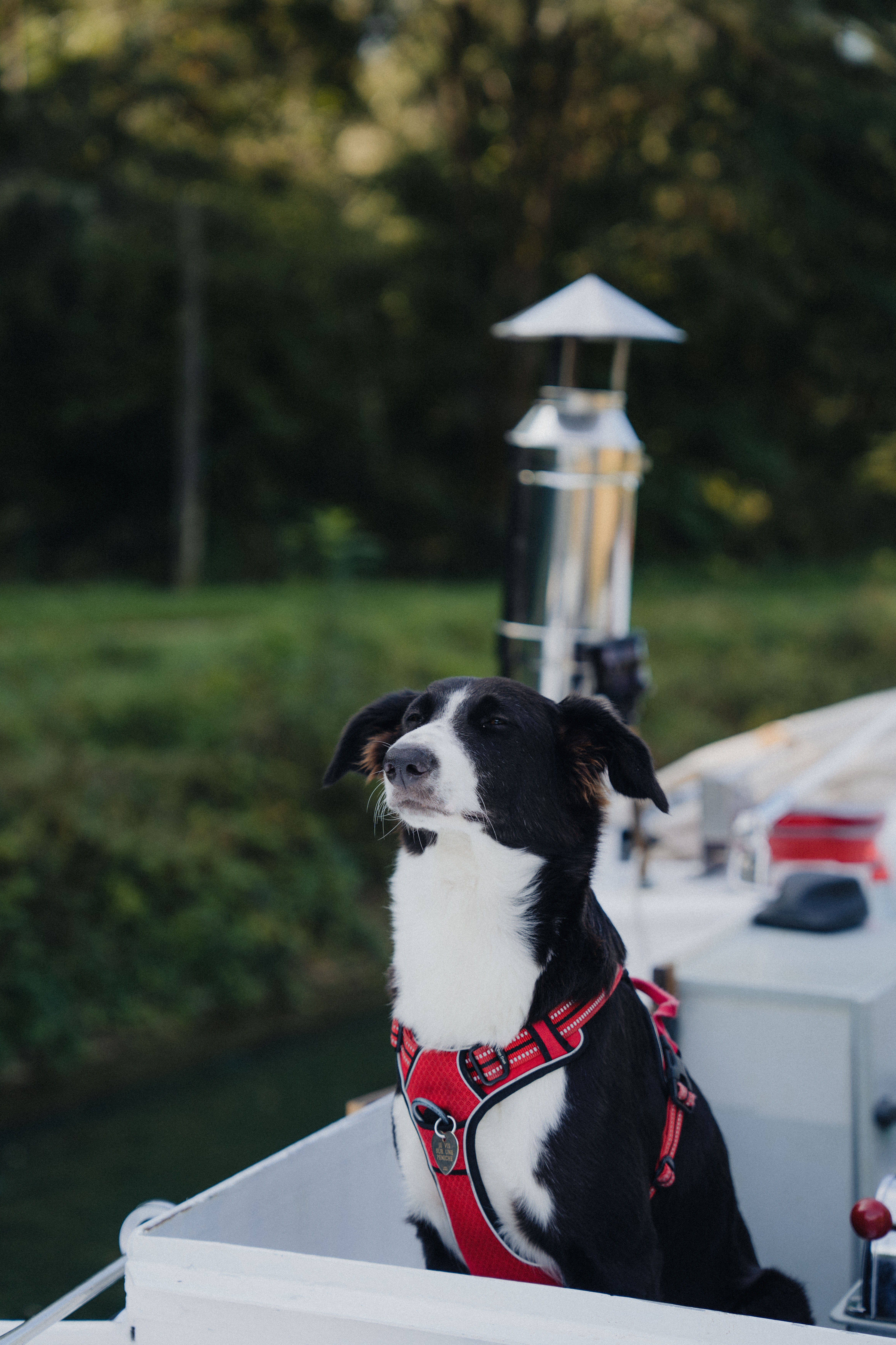 A collie dog called Tagine, wearing a red harness, aboard a river boat in France