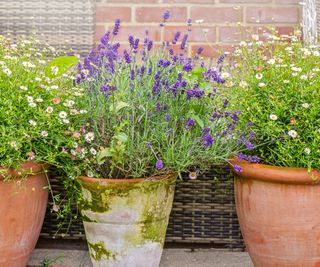 Lavender companion plants