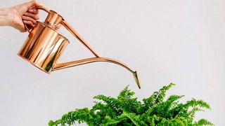 Haws copper indoor watering can