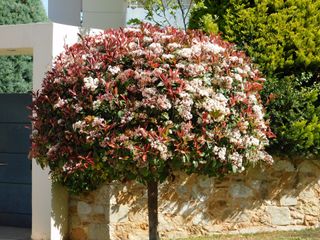 A photinia fraseri red robin tree with both red and green leaves and white flowers