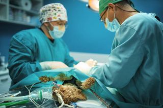 Two veterinary surgeons operating on a dog under general anesthetic