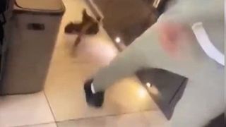 Kurt Zouma cat video. The cat is being kicked across the kitchen floor