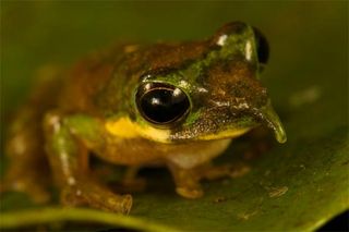 This newly discovered tree frog (Litoria sp. nov.) has a long, Pinocchio-like spike on its nose that points upward when the male is calling but deflates and points downward when he is less active. The frog was discovered by Paul