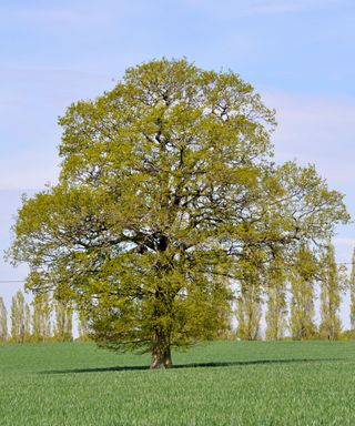 Identifying-british-trees-English-Oak-2-The-Woodland-Trust