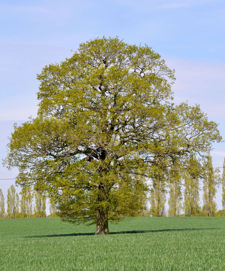 How to identify British trees – by leaf, fruit, shape, size, bark and ...