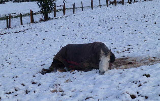 Horses in the snow
