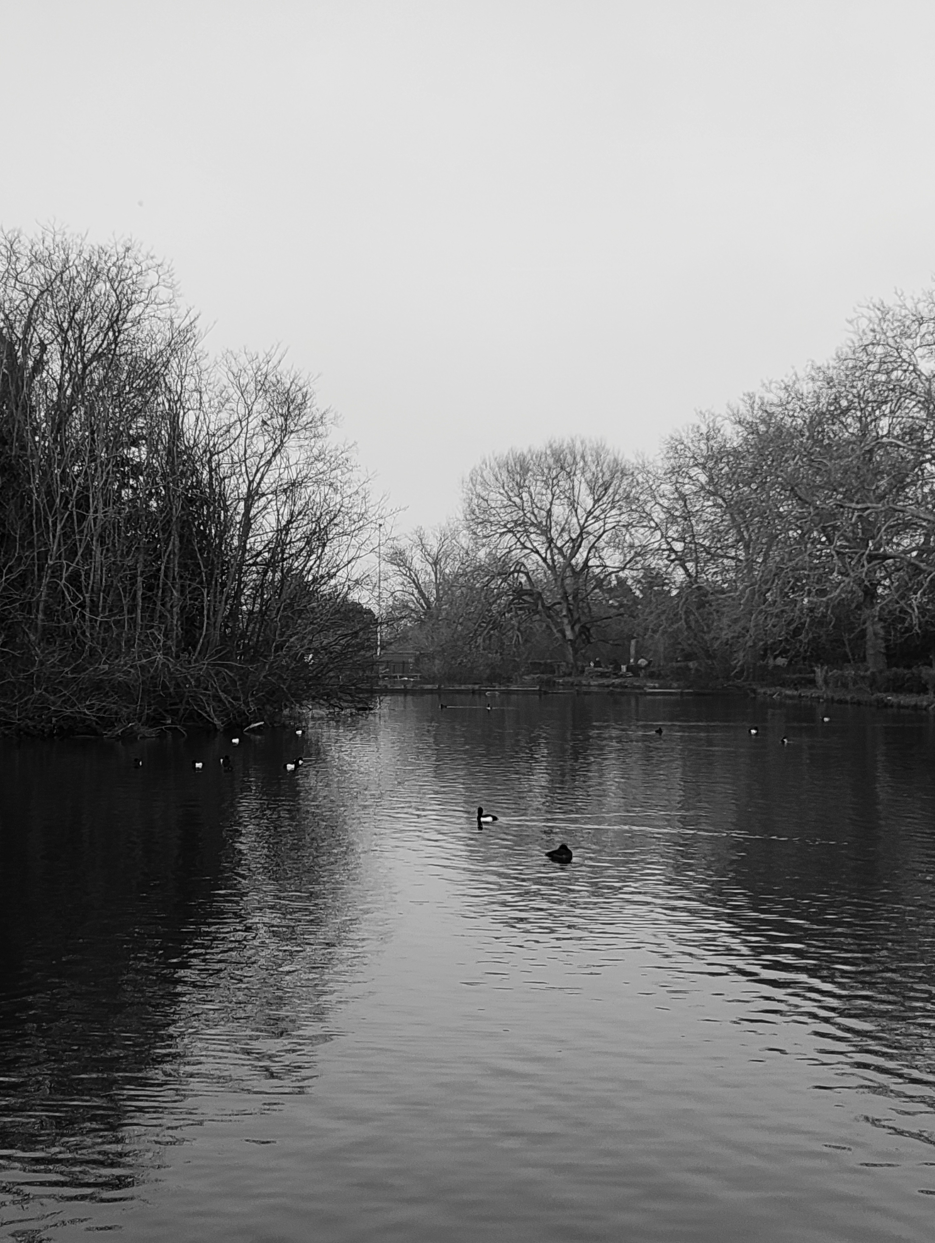 Black-and-white lake scene with ducks swimming across reflective water surrounded by bare winter trees, photographed with the Nothing Phone (4a).