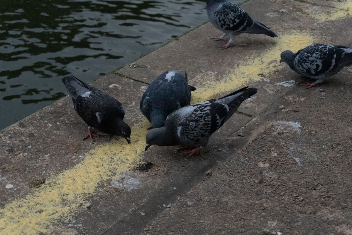 A photo of a group of pigeons eating breadcrumbs, taken on a Sony ZV-E10 II vlogging camera