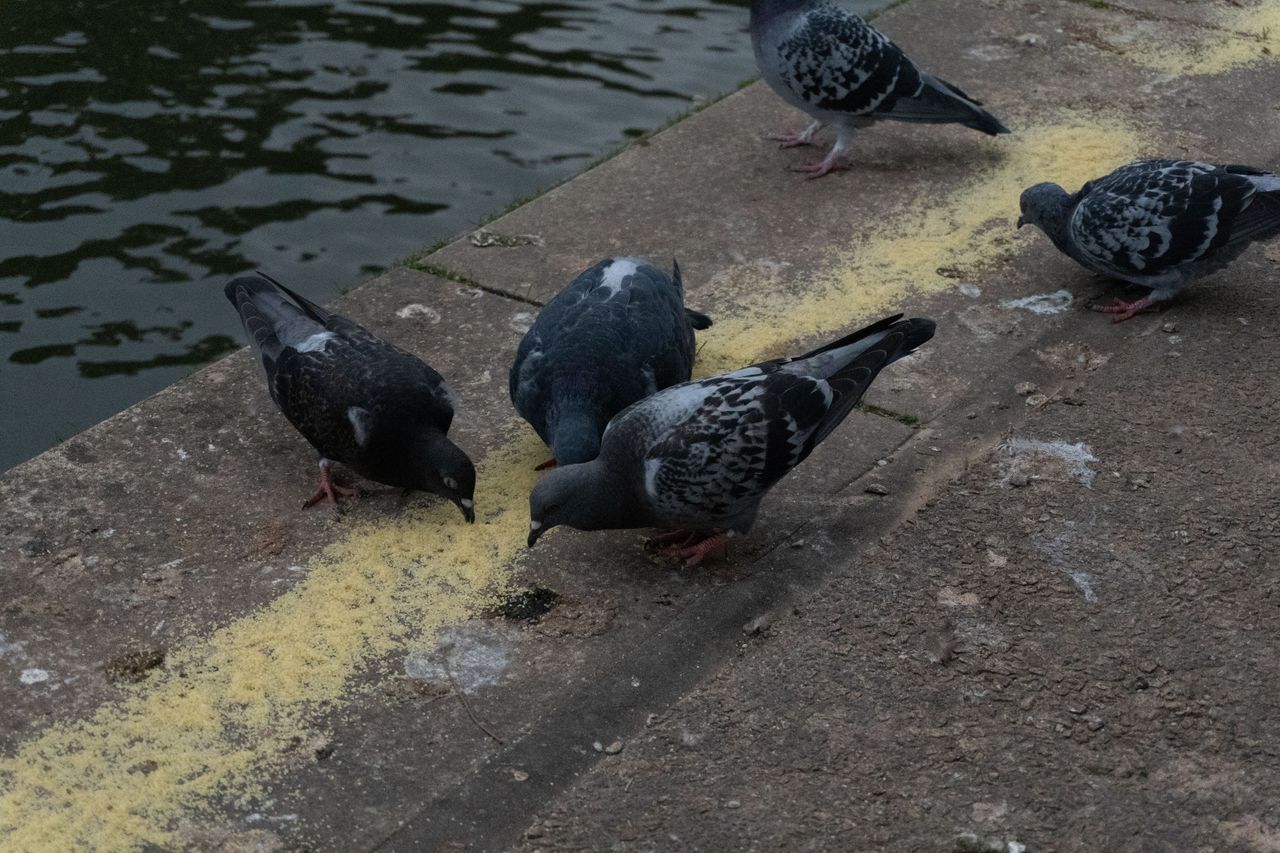 A photo of a group of pigeons eating breadcrumbs, taken on a Sony ZV-E10 II vlogging camera